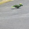 鳥はしゃべる・鳴く