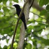 カザリオウチュウ(Greater Racket-tailed Drongo)