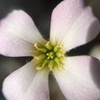 また、カランコエ・福兎耳の花の写真です。可愛い花なのですよ。