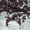 一番早く咲く桜