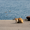 隣市南離島のねこさん