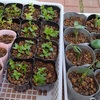 継なぐ植物たち