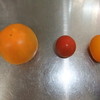 夏野菜の収穫（その２）