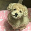 トリミングデーと抹茶ソフト