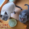 天高くいつでも肥ゆる猫