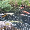 4月の高尾駒木野庭園に行ってきました