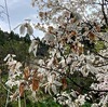 汚れちまった悲しみに