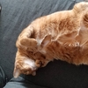 ヘソ天の猫