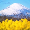 菜の花と富士