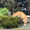 黒川温泉ねこアルバム。（2）