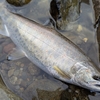 渓流釣りの釣行記事への質問