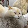 お留守番してたのに……