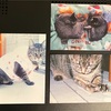 トラちゃんの写真The pictures of Tora-chan