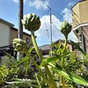 アーティチョークを食べる