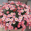 綺麗だけど、猫の◯◯の臭いがする花