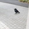 2月22日明治神宮カラスさんぽ。ごはん泥棒あらわる
