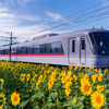ヒマワリの咲く夏の朝：布市駅
