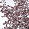 ようやく咲いた桜と『私の中のあなた』と花粉症