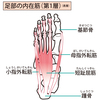 お尻を有効に鍛えるには小趾が重要です！小趾（指）外転筋の特徴とバランスへの影響