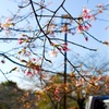 寒桜と菜の花撮影