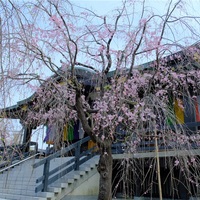 春の花とお抹茶で静かな時間。