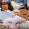 えぴそーど６９　愛しの子豚ちゃん♬