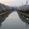京都「前川堤の桜並木」2026