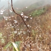 雨飾山へ　その２