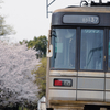 2025/04/05 熊本電鉄03系と桜