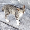 石垣島、街猫TNR（不妊去勢手術）　68匹、69匹目、行いました。