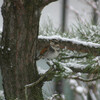 「小寒」、雪から霙…寒い日でした。