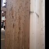 【速報】万博で虫が大量発生！アース製薬に協力要請の理由と対策