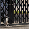 地元住宅街のねこさん