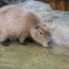 カピバラ Hydrochoerus hydrochaeris