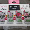 チューリップの寄せ植え　～ダブルデッカー（植え）は和製英語？？ ～
