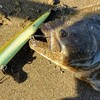 鹿島灘サーフ釣行～１１月１日～２日（前編）