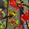 ボケの花とメジロ