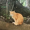 今熊野観音寺