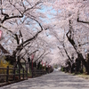 ぶらりおさんぽ♪ 福島県の「桜並木」15選＜前編＞