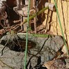 はいたつ。
