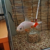 初期の赤斑病は水換えすれば治る