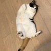 床に落ちている愛しいねこ。