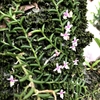 小さな百足蘭