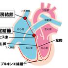 基礎から学ぶ】刺激伝導系【解剖生理学】 - PTOT国試対策 ー西島ゼミー