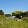 能古島アイランドパークが花の見頃なので行ってみよう