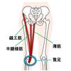   【基礎から学ぶ】鵞足（縫工筋・薄筋・半腱様筋）【解剖学】