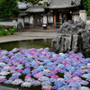 「あじさいうかべ」で有名なお寺★久安寺