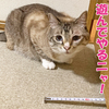 テンちゃん魔法の粉で夏バテヒッキー生活から復活か？