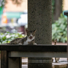 近隣繁華街のねこさん