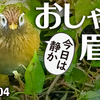 1104【おしゃれ眉毛のガビチョウ】マガモ？カルガモ？マルガモ久しぶり。カイツブリにメジロの鳴き声、コサギ幼鳥？コガモのエクリプス【 #今日撮り野鳥動画まとめ 】 #身近な生き物語